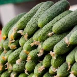 Огурец Ратник F1 250 семян. (Yuksel Seeds) Огурец Ратник F1 250 семян. (Yuksel Seeds)