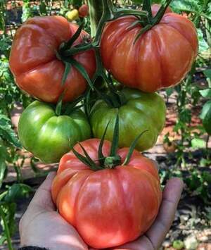 Помидоры Ред Кой F1 100 семян. (Yuksel Seeds) Помидоры Ред Кой F1 100 семян. (Yuksel Seeds)