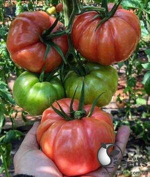 Помидоры Ред Кой F1 500 семян. (Yuksel Seeds)