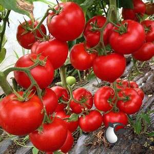 Помидоры Леда F1 500 семян. (Yuksel Seeds) Помидоры Леда F1 500 семян. (Yuksel Seeds)