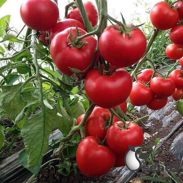 Помидоры Леда F1 500 семян. (Yuksel Seeds) Помидоры Леда F1 500 семян. (Yuksel Seeds)