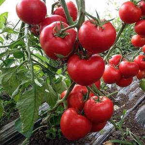 Помидоры Леда F1 500 семян. (Yuksel Seeds)