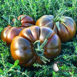 Помидоры Браун Кой F1 500 семян. (Yuksel Seeds) Помидоры Браун Кой F1 500 семян. (Yuksel Seeds)