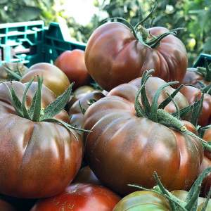 Помидоры Браун Кой F1 500 семян. (Yuksel Seeds)