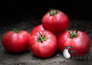 Помидоры Гюсто F1 500 семян. (Yuksel Seeds)