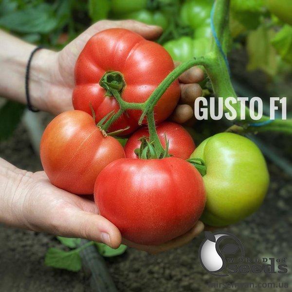 Помидоры Гюсто F1 500 семян. (Yuksel Seeds) Помидоры Гюсто F1 500 семян. (Yuksel Seeds)