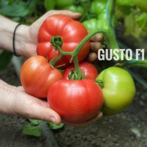 Помидоры Гюсто F1 500 семян. (Yuksel Seeds) Помидоры Гюсто F1 500 семян. (Yuksel Seeds)