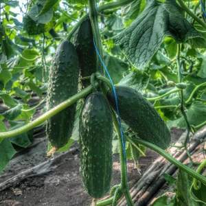 Огурец Каприкорн F1 500 семян. (Yuksel Seeds)