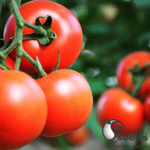 Томат Азия F1 100 семян. (Yuksel Seeds)