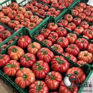 Помидоры Пинк Кой F1 100 семян. (Yuksel Seeds) Помидоры Пинк Кой F1 100 семян. (Yuksel Seeds)
