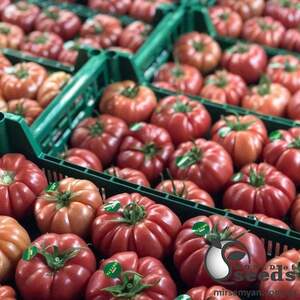 Помидоры Пинк Кой F1 500 семян. (Yuksel Seeds) Помидоры Пинк Кой F1 500 семян. (Yuksel Seeds)