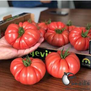 Помидоры Пинк Кой F1 500 семян. (Yuksel Seeds)