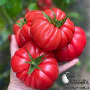 Помидоры Пинк Кой F1 500 семян. (Yuksel Seeds) Помидоры Пинк Кой F1 500 семян. (Yuksel Seeds)