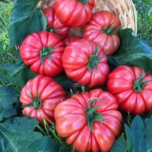Помидоры Пинк Кой F1 500 семян. (Yuksel Seeds) Помидоры Пинк Кой F1 500 семян. (Yuksel Seeds)