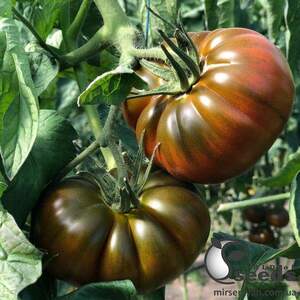 Помидоры Браун Кой F1 100 семян. (Yuksel Seeds)