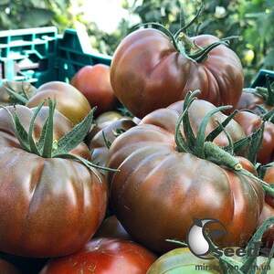 Помидоры Браун Кой F1 100 семян. (Yuksel Seeds)