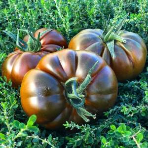 Помидоры Браун Кой F1 100 семян. (Yuksel Seeds)
