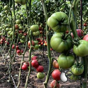 Помидоры Пинк Наггетс F1 500 семян. (Yuksel Seeds)