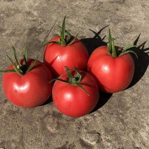 Помидоры Пинк Наггетс F1 500 семян. (Yuksel Seeds)