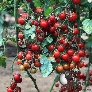 Помидоры Марголь F1 (черри) 100 семян. (Yuksel Seeds) Помидоры Марголь F1 (черри) 100 семян. (Yuksel Seeds)