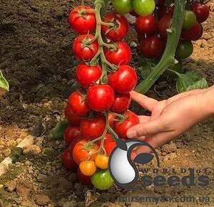 Помидоры Марголь F1 (черри) 100 семян. (Yuksel Seeds) Помидоры Марголь F1 (черри) 100 семян. (Yuksel Seeds)