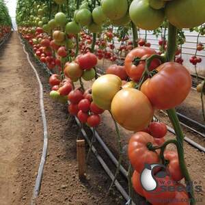 Томат КС 38 (Асано) F1/КС38 1000 семян. (Kitano) Томат КС 38 (Асано) F1/КС38 1000 семян. (Kitano)