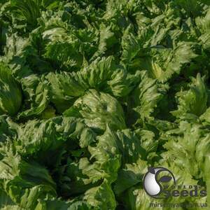 Салат Бизнес/ Biznes 5000 семян. (Bejo) Салат Бизнес/ Biznes 5000 семян. (Bejo)