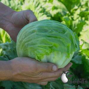 Салат Бизнес/ Biznes 5000 семян. (Bejo) Салат Бизнес/ Biznes 5000 семян. (Bejo)