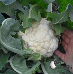 Капуста цветная Гудмен/Goodman 1 000 семян. (Bejo)