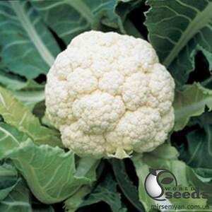 Капуста цветная Гудмен/Goodman 1 000 семян. (Bejo)