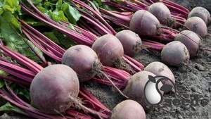 Свекла Водан/Wodan F1 5000 (bp*) семян. (Bejo) Свекла Водан/Wodan F1 5000 (bp*) семян. (Bejo)