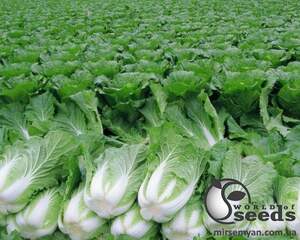 Капуста пекинская "AMG 2275" , 2 500 семян., AMG Капуста пекинская "AMG 2275" , 2 500 семян., AMG
