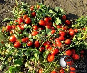 Помидоры Дино F1 1000 семян. (Clause)