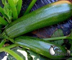 Кабачок Тармино F1 500 семян. Клоз