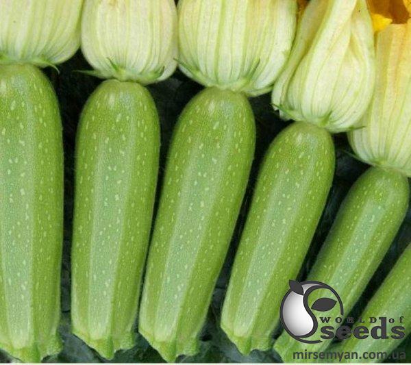Кабачок Мостра F1 500 семян. Клоз Кабачок Мостра F1 500 семян. Клоз