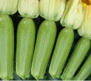 Кабачок Мостра F1 500 семян. Клоз