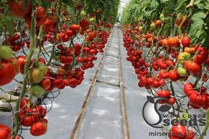 Помидоры Сарра F1 250 семян. (Clause)