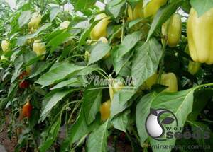 Перец Никита F1 5 гр. (Clause) Перец Никита F1 5 гр. (Clause)