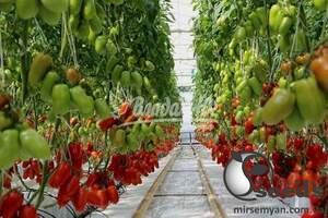 Помидоры Айдар F1 1000 семян. (Clause)