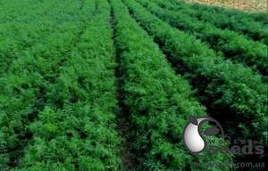 Укроп Дилл 50 гр. (Clause)