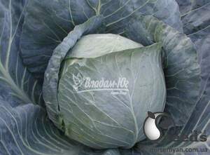 Капуста Браво/ Bravo F1 10 г, Клоз, (Clause) Капуста Браво/ Bravo F1 10 г, Клоз, (Clause)