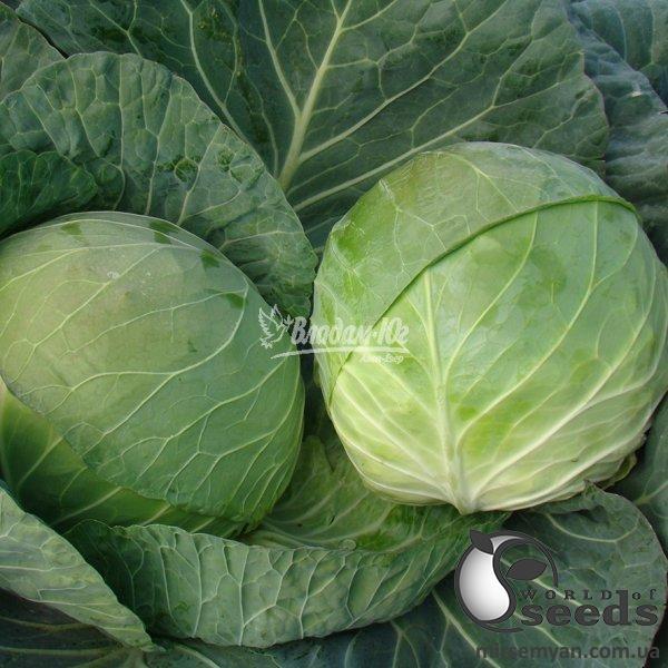 Капуста Браво/ Bravo F1 10 г, Клоз, (Clause) Капуста Браво/ Bravo F1 10 г, Клоз, (Clause)