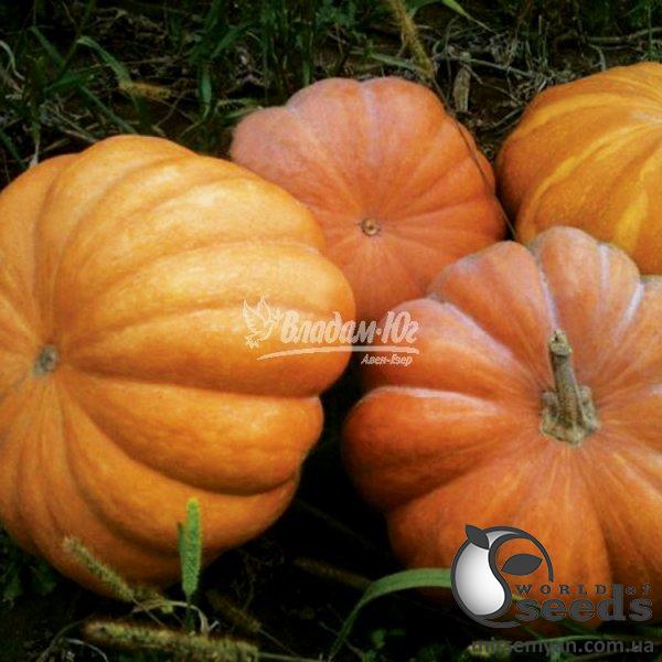 Тыква Мускат де Прованс 500 гр. (Clause) Тыква Мускат де Прованс 500 гр. (Clause)