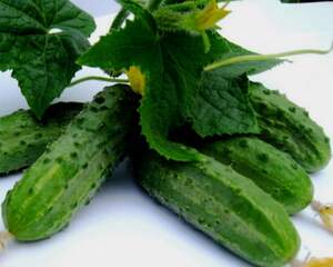 Огурец Регал F1 100 гр. (Clause)