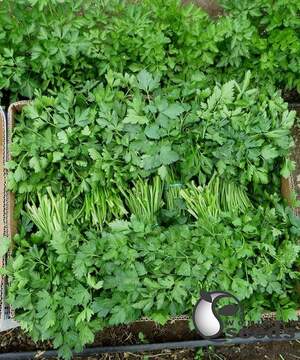 Петрушка Новас 100 гр. (Clause) Петрушка Новас 100 гр. (Clause)