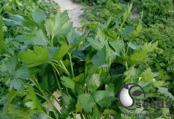 Петрушка Новас 100 гр. (Clause) Петрушка Новас 100 гр. (Clause)