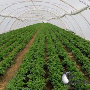 Петрушка Новас 250 гр. (Clause) Петрушка Новас 250 гр. (Clause)