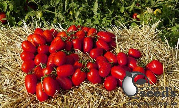 Томат Пьетра Росса F1/ Pietra Rossa 5 000 семян. (Clause) Томат Пьетра Росса F1/ Pietra Rossa 5 000 семян. (Clause)