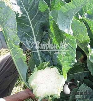 Капуста цветная Соборд F1/Sabord  1000 семян. (Clause)
