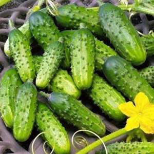 Семена огурца Роял F1/Royal  500 гр. (Clause)
